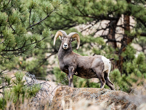 Big Horn sheep and Elk in the Colorado Rocky Mountains 