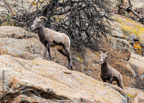 Big Horn sheep and Elk in the Colorado Rocky Mountains  © Perry