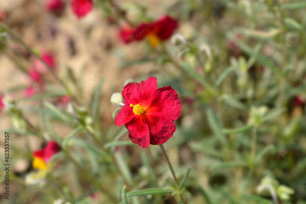 Rockrose Red Orient