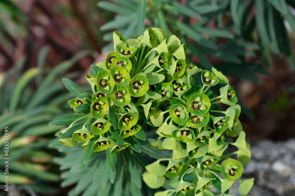 Spurge Black Pearl