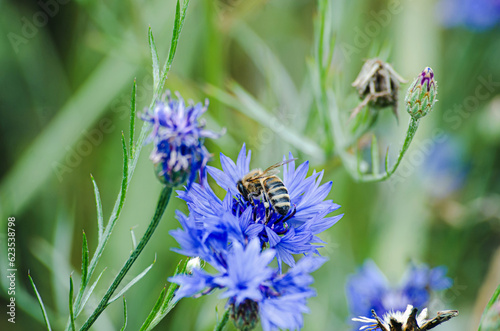 bee on a flower