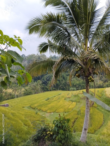 Jatiluwih 25 June 2023 : Coconut tree with Terraced rice fields as Background in Bali, Indonesia