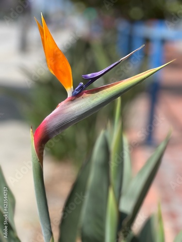 Beautiful Bird of Paradise flower blossom with a shallow depth of field