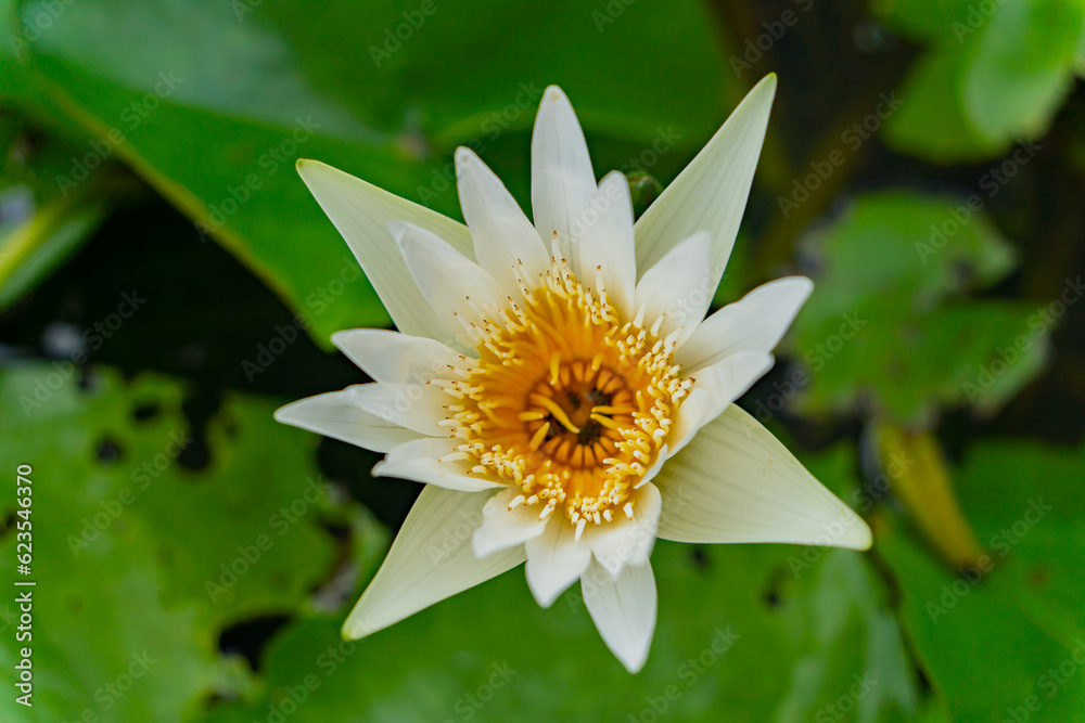 White water lily. Asia, Central Vietnam. White water lily. Asia, Central Vietnam.