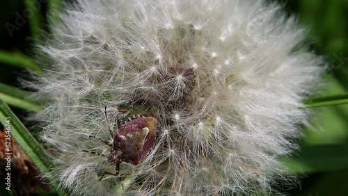 Close up of a berry shield bug crawling out of dandelion seeds, also called Dolycoris baccarum or Beerenwanze photo