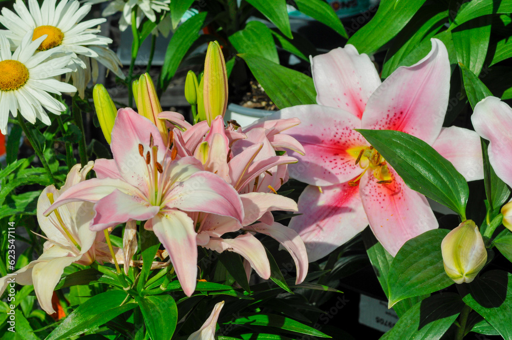 Obraz premium Tiger Lily Flowers And Bulbs In The Garden In Summer