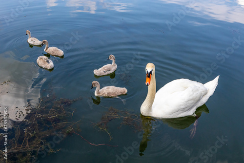 Fototapeta Naklejka Na Ścianę i Meble -  Adult white swan swimming peacefully together with her five young swans on Echternach lake, reflection on water surface, algae and sediment in background, sunny spring day in Luxembourg