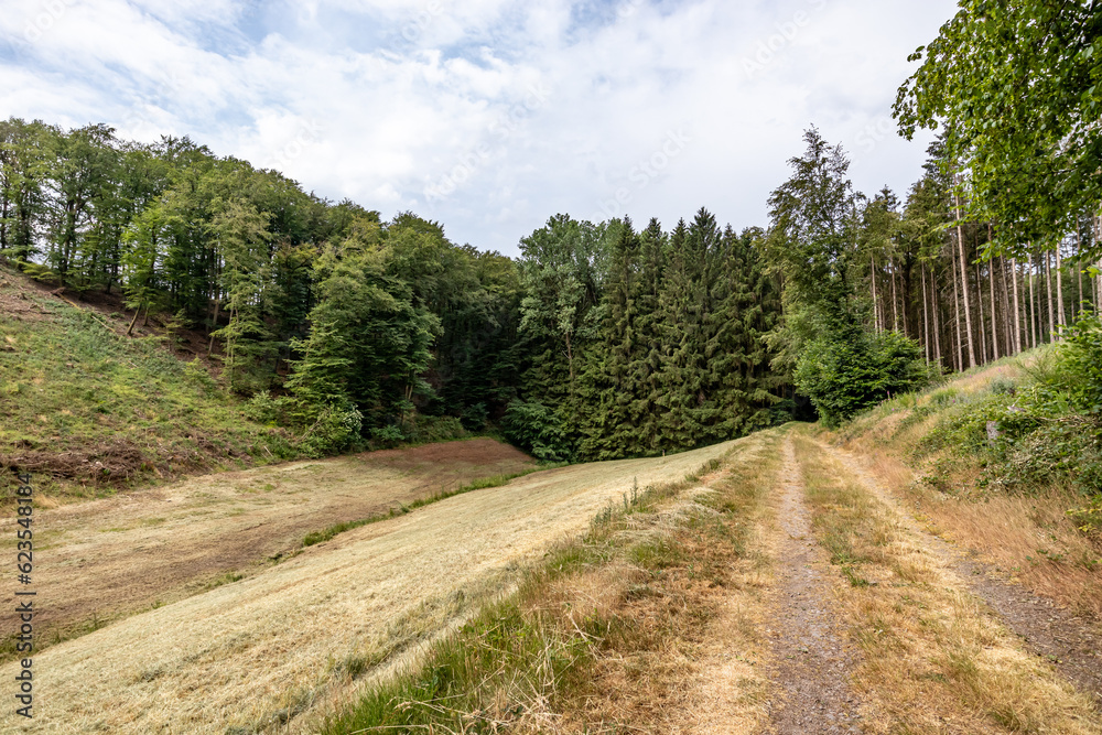 Wallfhärte Weidingen hiking trail in direction of Utscheid, open land for agriculture, huge leafy trees of nature reserve in background, dry yellow grass, sunny summer day in Germany