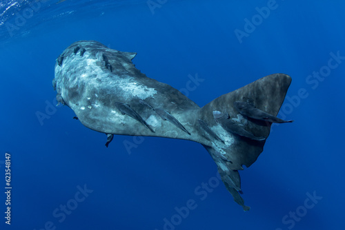 Underwater shot of a huge sperm whale tail