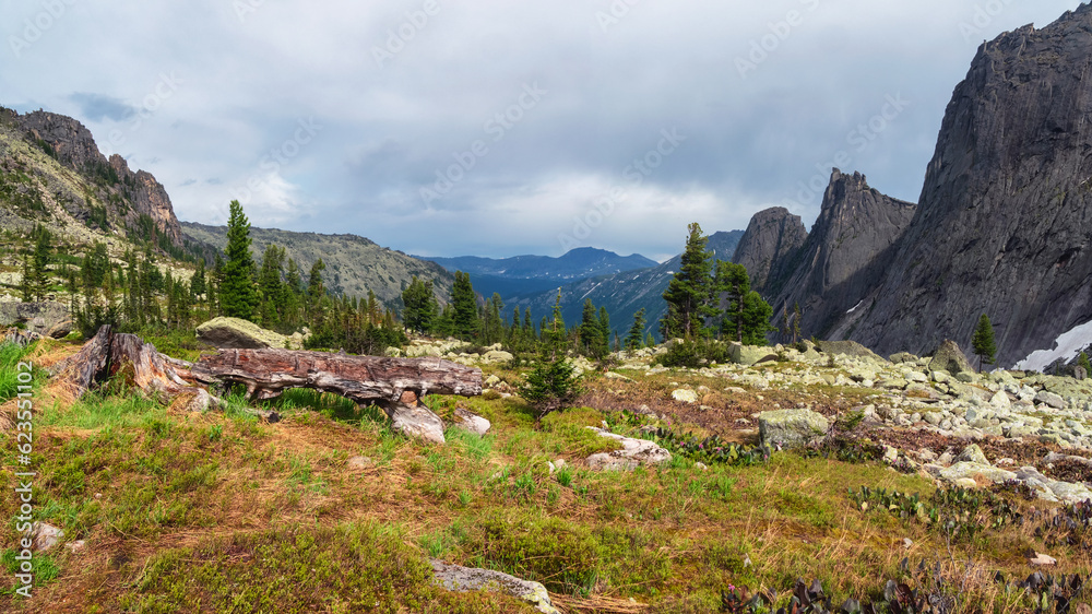 Beautiful alpine landscape with small cedar trees on stone valley on background of giant mountains. Awesome view to vast expanses. Vivid highland scenery. Taiga landscape, panoramic view.