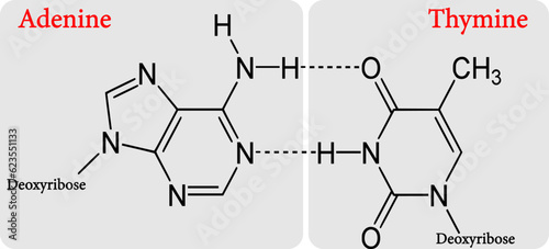 the molecular structures of an adenine-thymine (AT) base pair 