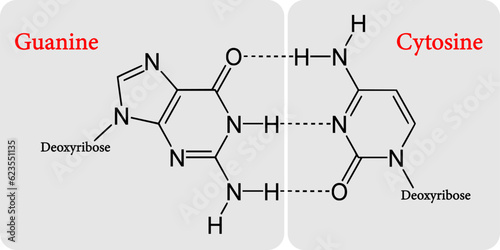 the molecular structures of an   guanine-cytosine (GC) base pair.