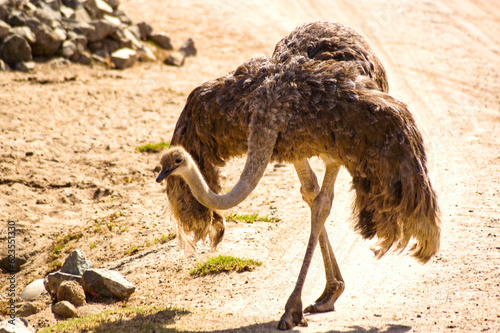 Beautiful picture of an ostrich walking gracefully while flaunting its stunning feathers.