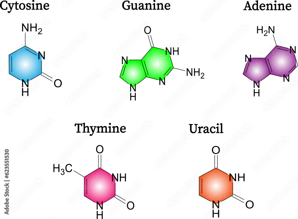 Chemical structure of nucleotides : adenine ,cytosine ,guanine thymine ...