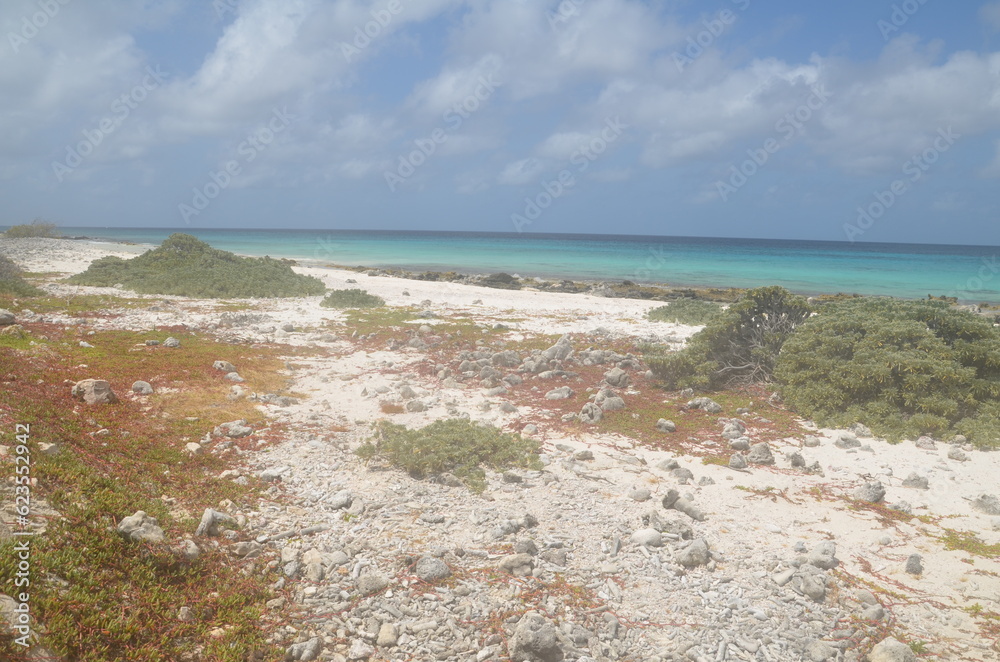 colorful plants at the white sandy beach of Bonaire