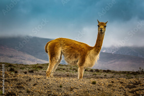 Adorable furry vicuna or vicuña in the high alpine Andes of Ecuador at about 4700m on the way to the Edward Whymper refuge at the Chimborazo vulcano