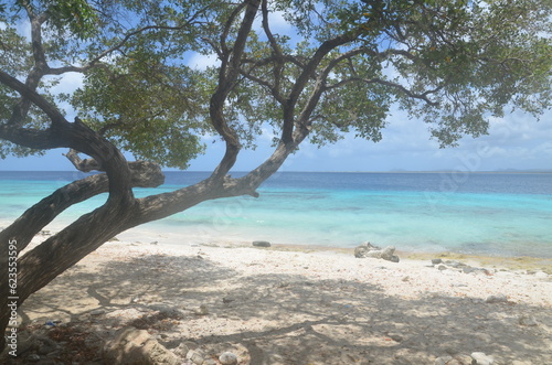 dream beach with white sand and a tree with the caribbean sea in background