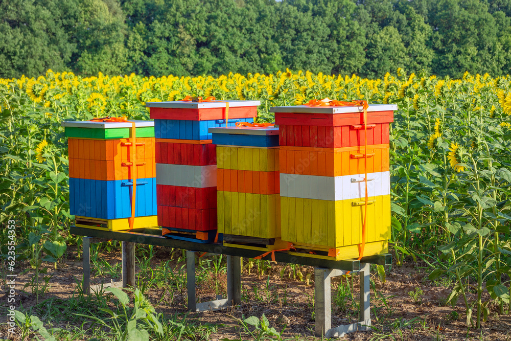 Colorful beehives stand in sunflowers. Colorful beehives stand in sunflowers.