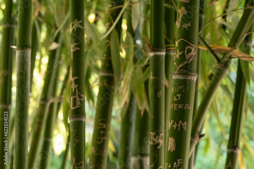 Fototapeta Naklejka Na Ścianę i Meble -  bambou d'amour