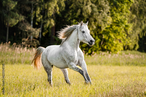 Majestic grey white horse stallion mare on gallopping on grass pasture.