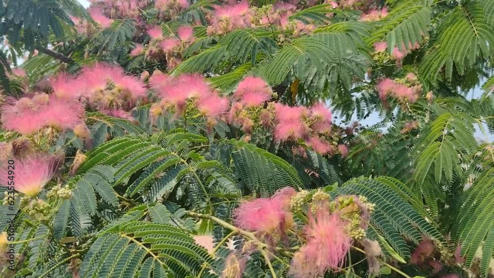 Mimosa tree with flowers in Romania. Albizia julibrissin