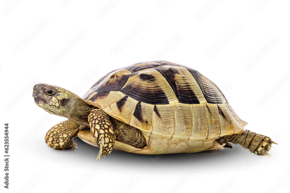 Obraz premium Turtle wildlife animal isolated on a white background with clipping path