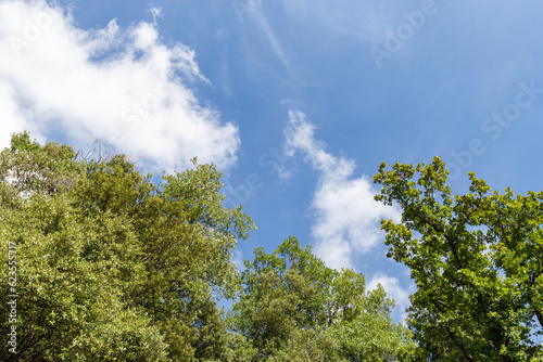 tree leaves seen from below in the middle of the forest in a natural park, tree branches seen from below