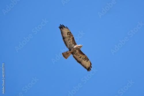 Bird of prey Common Buzzard, Buteo buteo with open wings flying in sky