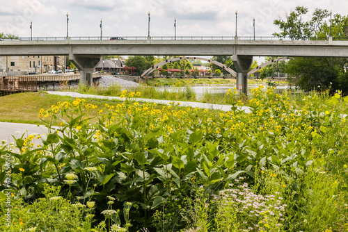 Native plants in a rain garden along a pedestrian trail along a river with a highway bridge and pedestrian bridge in the distance. photo