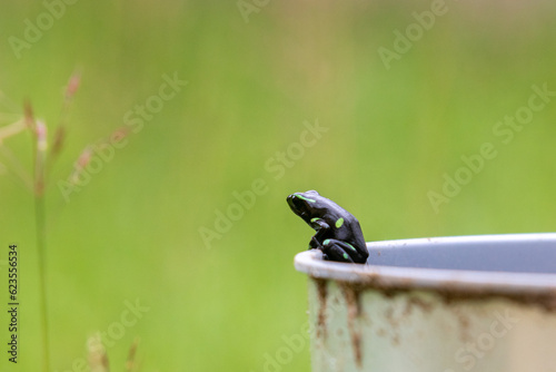 Dendrobates auratus ou sapo verde e preto é uma espécie de anfíbio anuro da família Dendrobatidae muito comum no chão da floresta da América Central