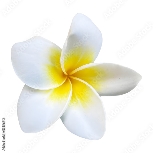 plumeria spa flower