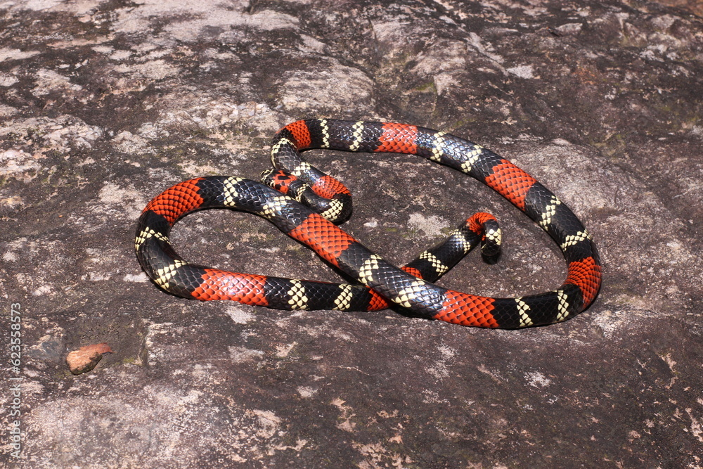 Naklejka premium Cobra-coral (Micrurus altirostris)