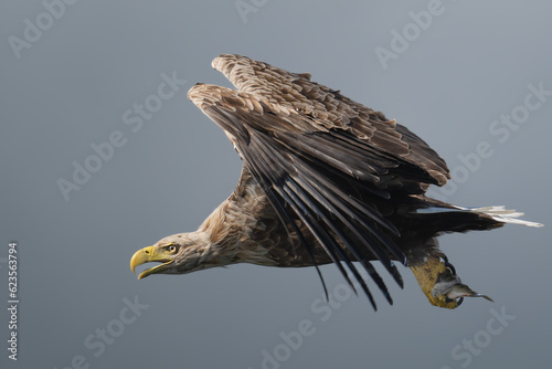 White tailed sea eagle catching fish off the coast of the isle of Mull