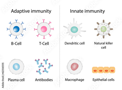 	
Innate immunity: Dendritic, Macrophage, Epithelial, and Natural killer cells. Adaptive immunity: T-cell, b-cell, Antibodies, Plasma cell. Vector Illustration