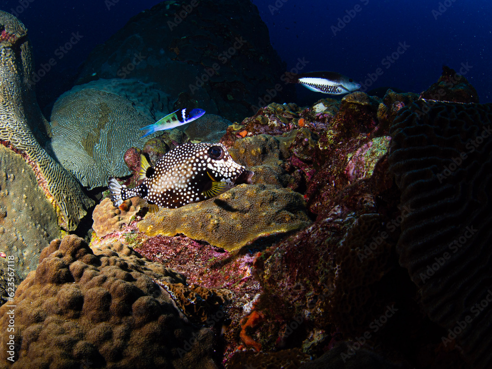coral reef with fish, Flower Garden Banks National Marine Sanctuary East Bank 2023 coral reef with fish, Flower Garden Banks National Marine Sanctuary East Bank 2023