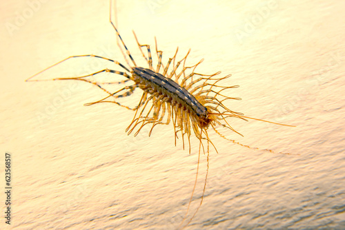 The Flycatcher scolopendra. Centipede flycatcher  insect predator Scutigera coleoptrata