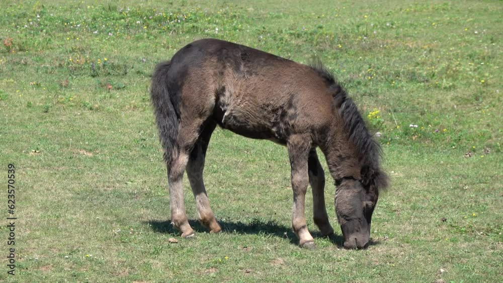 A beautiful young pony is grazing in the meadow A beautiful young pony is grazing in the meadow