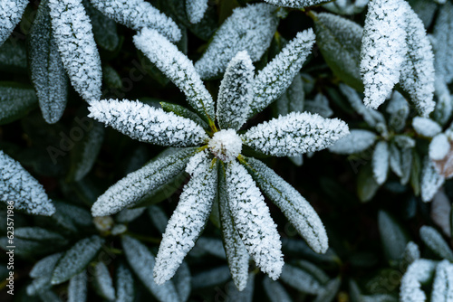 Frost auf Pflanze