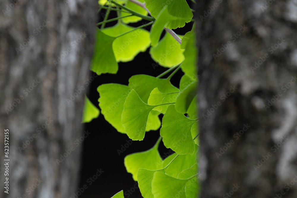 Beauty of Nature , Fresh Green Ginko Leaves in Summer