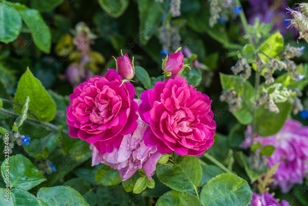 Close-up of flowering pink Rosa Young Lycidas Rose Bush, horticulture and botany concept illustration. Close-up of flowering pink Rosa Young Lycidas Rose Bush, horticulture and botany concept illustration.