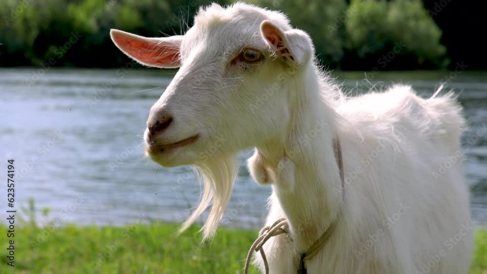 landscape with rivers and white goat eating green grass on bank.animal aprocching to camera. sky background with willow tree 4k windy day summer time landscape with rivers and white goat eating green grass on bank.animal aprocching to camera. sky background with willow tree 4k windy day summer time