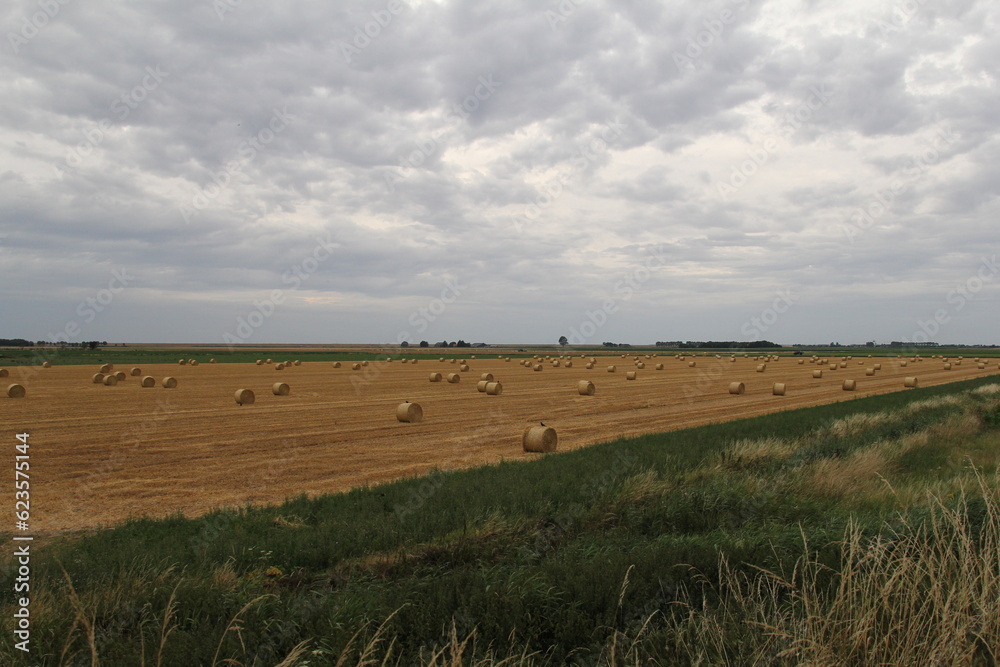 Obraz premium aerial view at a large field with round straw bales and a sky with white clouds in summer