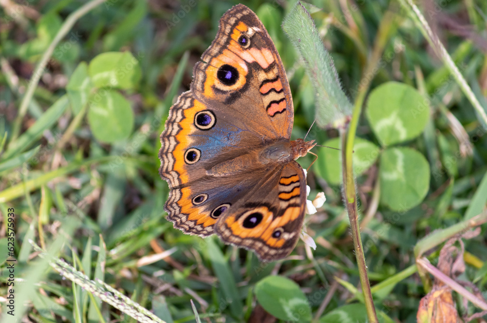 Obraz premium Photograph of a beautiful butterfly resting. 
