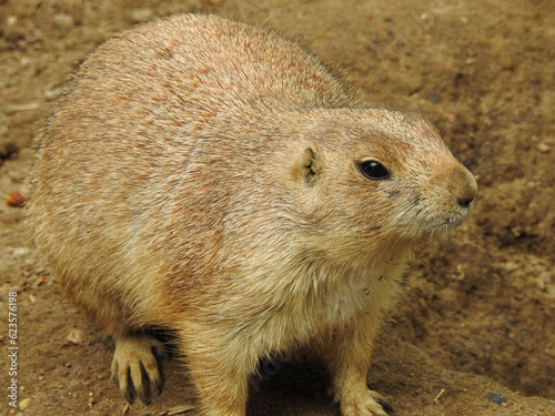 prairie dog close up