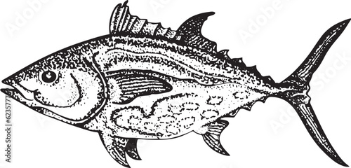 Ink sketch of a tuna fish