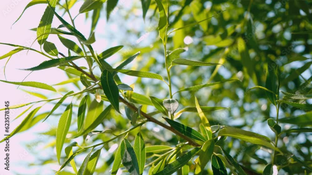 green leaves sway in the wind green leaves sway in the wind