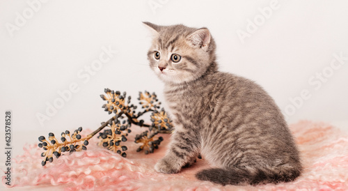 A beautiful striped gray kitten sits on a blanket. Cute card for calendar  advertising and pet store