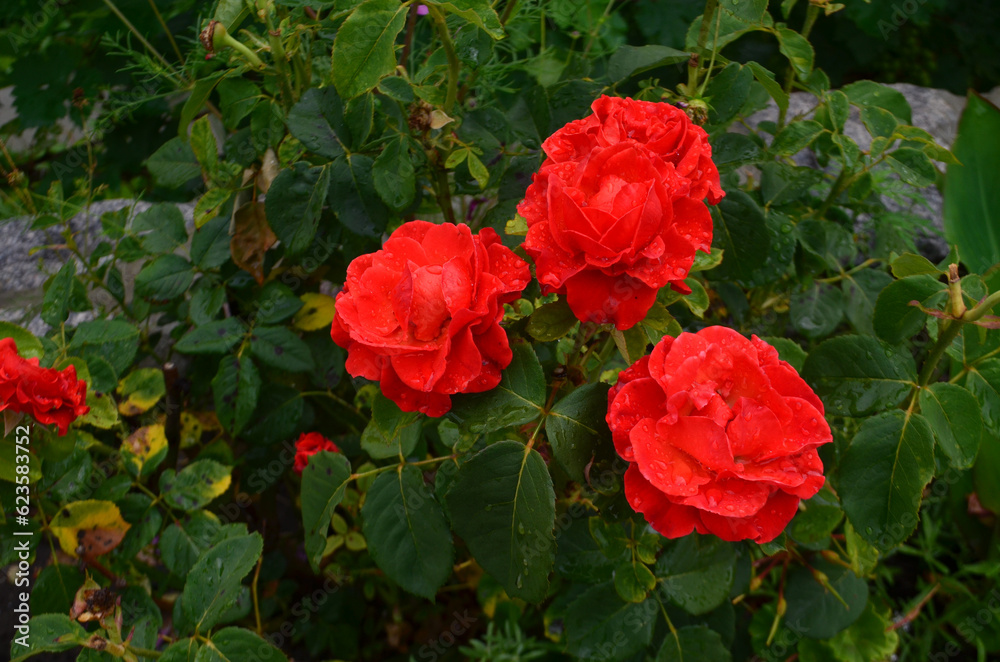 Beautiful red roses strewn with raindrops