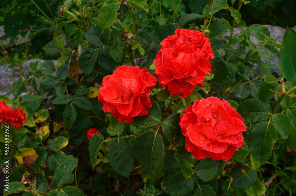 Beautiful red roses strewn with raindrops Beautiful red roses strewn with raindrops