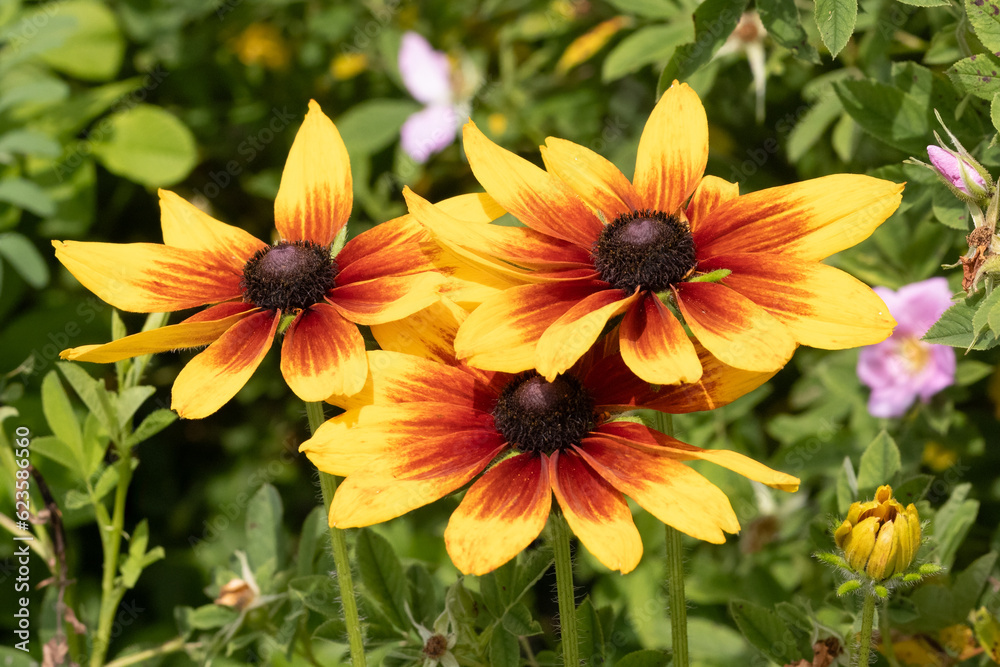 Three black-eyed susan coneflowers with bright orange and yellow colors with a green bokeh blurred background. Three black-eyed susan coneflowers with bright orange and yellow colors with a green bokeh blurred background.